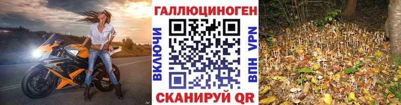 продажа наркотиков  Елизово  Псилоцибиновые грибы Psilocybe 